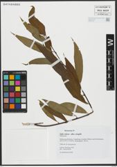 Foto von Salix alba L. x Salix fragilis L.